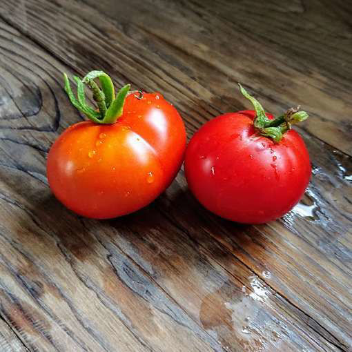 Sibirjak Tomato Seeds