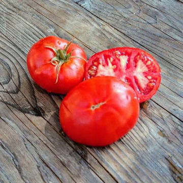 Silvery Fir Tree Tomato Seeds Silvery Fir Tree Tomato Seeds