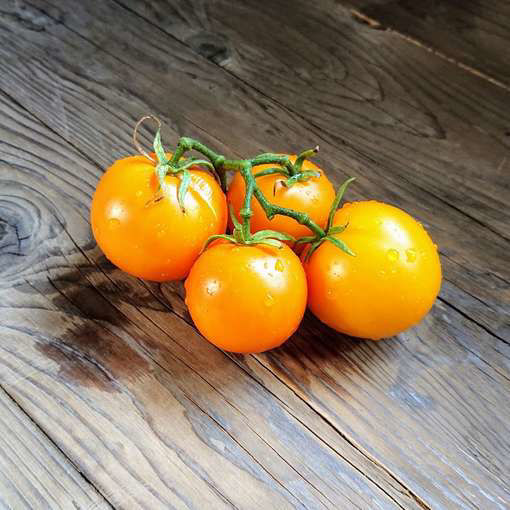 Taxi Tomato Seeds