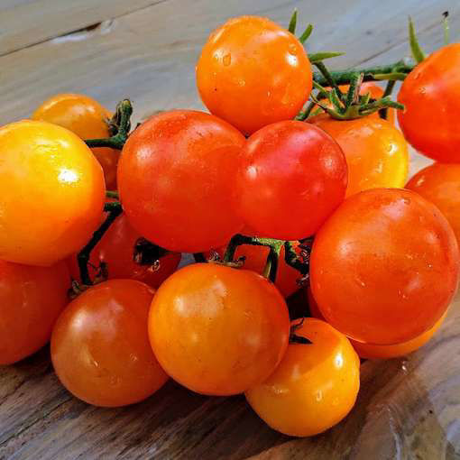 Yantarnyi Tomato Seeds