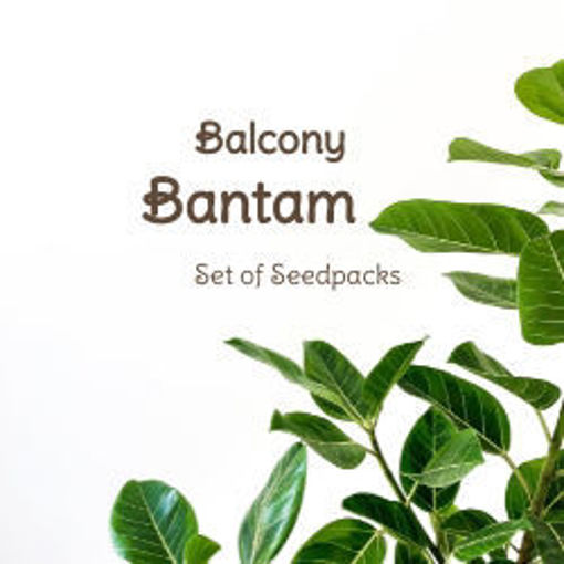 Balcony Bantam Set of Seedpacks Tomato Seeds