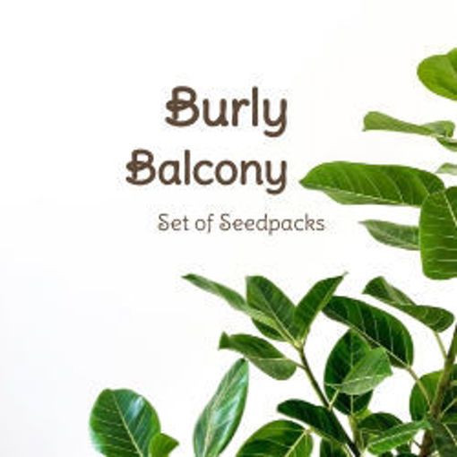Burly Balcony Set of Seedpacks Tomato Seeds