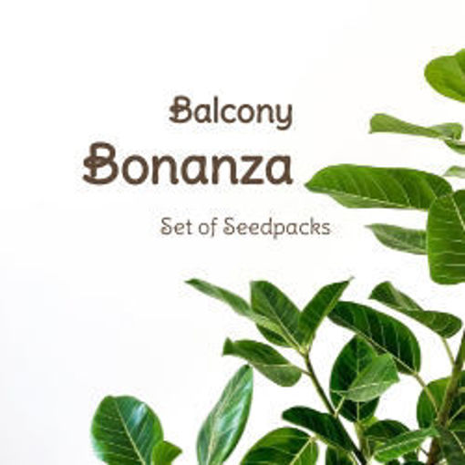 Balcony Bonanza Set of Seedpacks Tomato Seeds