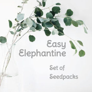 Easy Elephantine Set of Seedspacks Tomato Seeds Easy Elephantine Set of Seedspacks Tomato Seeds