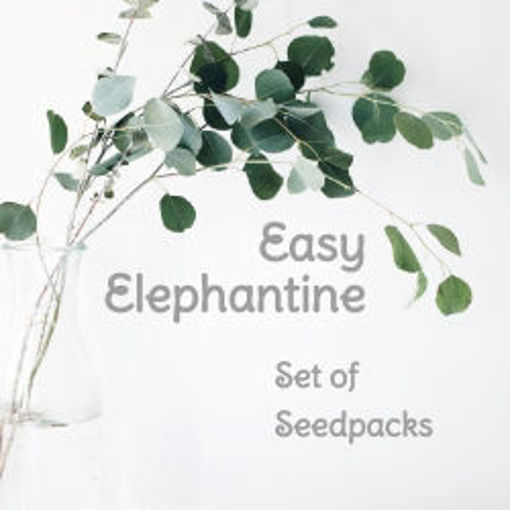 Easy Elephantine Set of Seedspacks Tomato Seeds