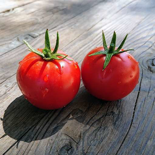 Alenka Dwarf Tomato Seeds