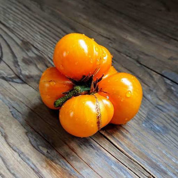 Desperado Tomato-Meraki Seeds