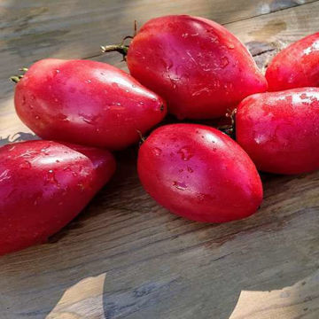 Desperado Tomato Seeds Desperado Tomato Seeds