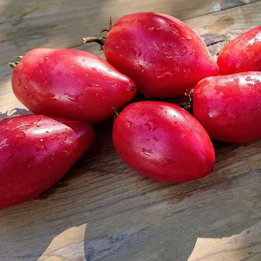 Desperado Tomato-Meraki Seeds