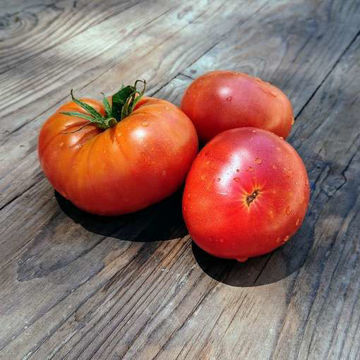 Dwarf Jackass Pink Tomato Seeds Dwarf Jackass Pink Tomato Seeds