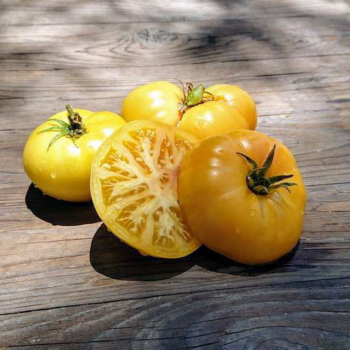 Dwarf Jackass Yellow Tomato Seeds