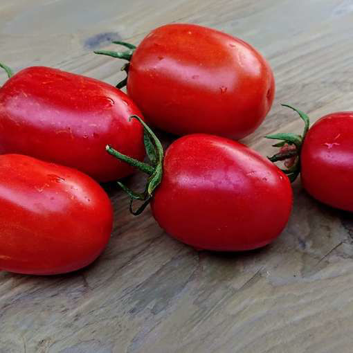 Health Kick Tomato Seeds