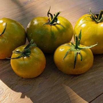 Lime Green Salad Tomato Seeds Lime Green Salad Tomato Seeds