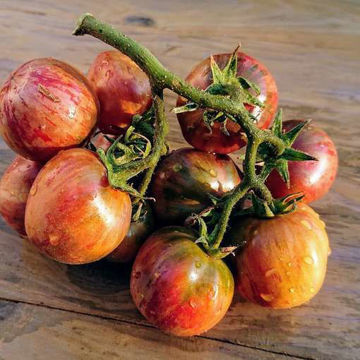 Orions Belt Tomato Seeds Orions Belt Tomato Seeds