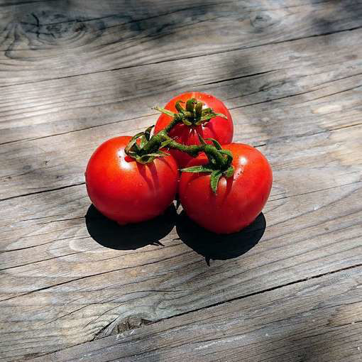 Polish Dwarf Tomato Seeds