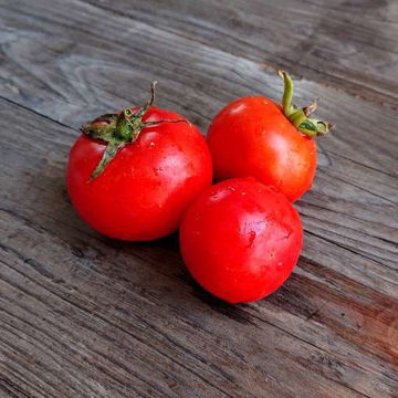 Scoresby Dwarf Tomato Seeds Scoresby Dwarf Tomato Seeds