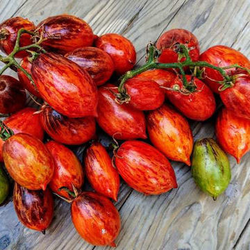Shadow Boxing Tomato Seeds Shadow Boxing Tomato Seeds
