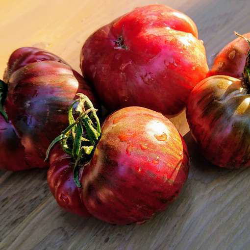 Adelaide Festival Dwarf Tomato Project