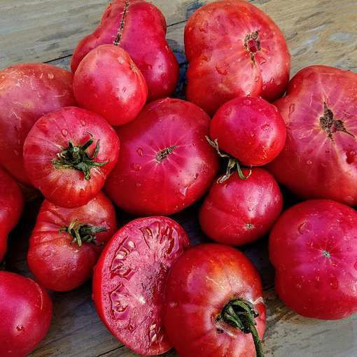 Arctic Rose Dwarf Tomato Project