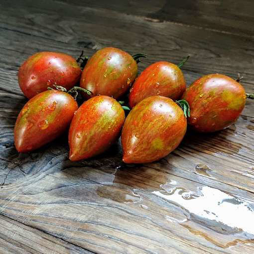 Audrey's Love Dwarf Tomato Project