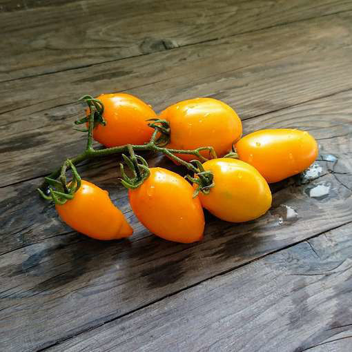 Banana Toes Dwarf Tomato Project