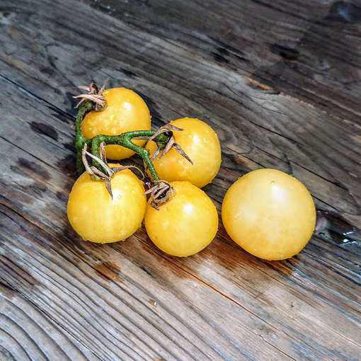 Barossa Moon Dwarf Tomato Project