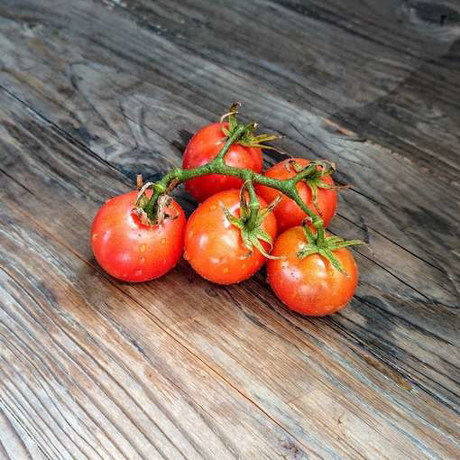 Bendigo Blush Dwarf Tomato Project