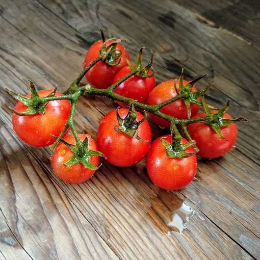 Bendigo Dawn Dwarf Tomato Project