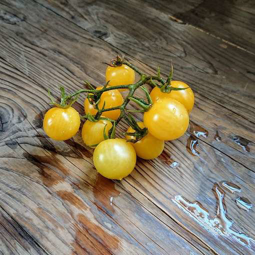 Bendigo Moon Dwarf Tomato Project