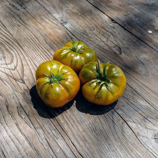 Big Green Dwarf Tomato Project