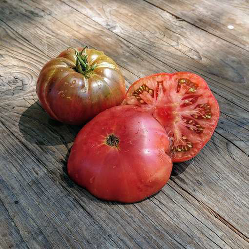 Black Angus Dwarf Tomato Project