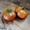 BrandyFred Dwarf Tomato Project