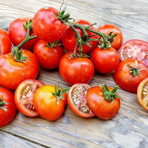 Bundaberg Rumball Dwarf Tomato Project