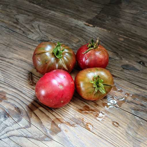 Dainty Isabel Dwarf Tomato Project