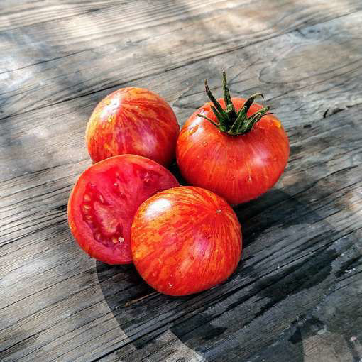 Edith Stone Dwarf Tomato Project