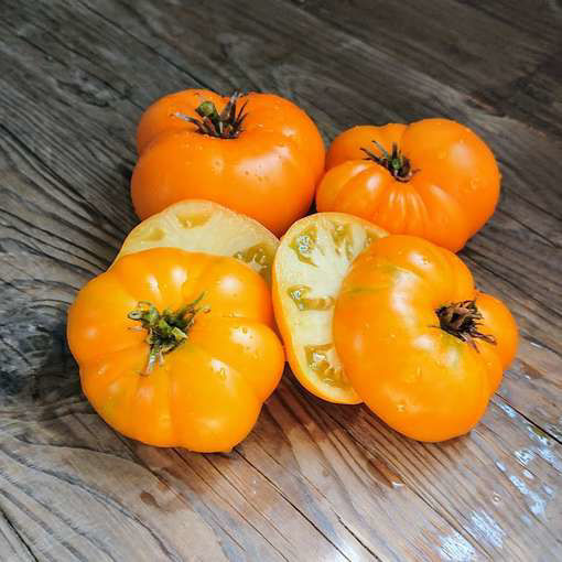 Egypt Yellow Dwarf Tomato Project