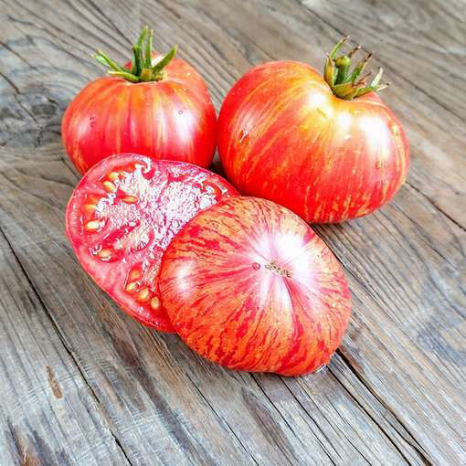 Firebird Sweet Dwarf Tomato Project