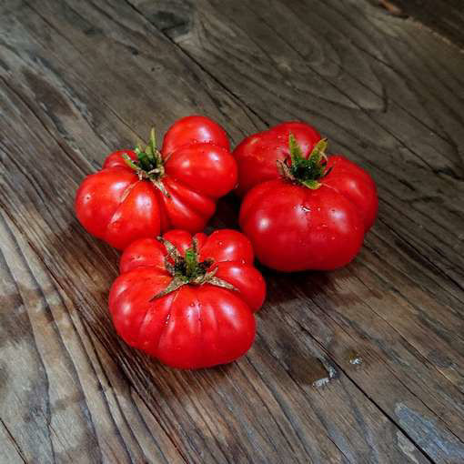 Franklin County Dwarf Tomato Project