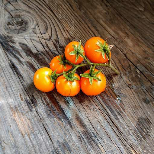 Galen's Yellow Dwarf Tomato Project