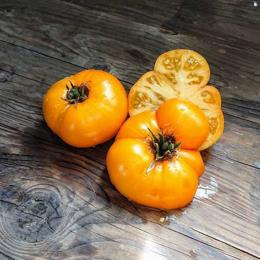 Golden Gypsy Dwarf Tomato Project