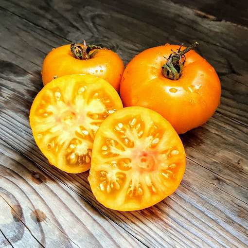 Golden Heart Dwarf Tomato Project