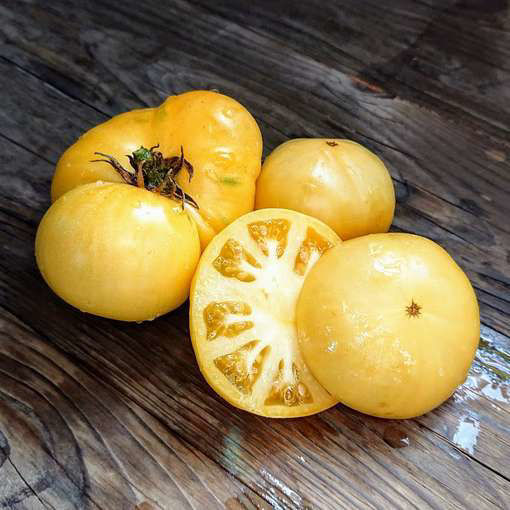 Goldfinch Dwarf Tomato Project