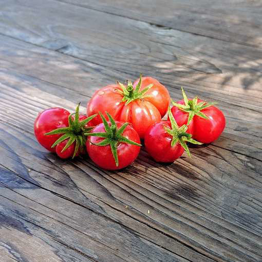Johnson’s Cherry Dwarf Tomato Project
