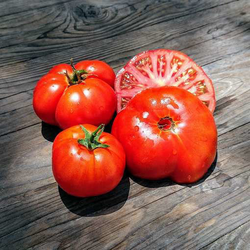 Kangaroo Paw Red Dwarf Tomato Project