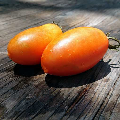 Laura’s Bounty Dwarf Tomato Project