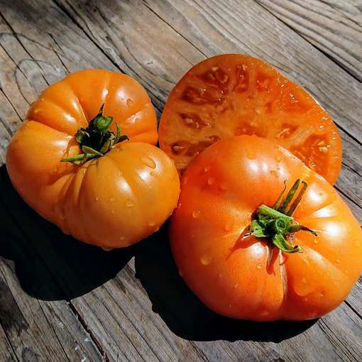 Loxton Lass Dwarf Tomato Project