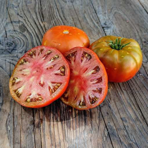 Mahogany Dwarf Tomato Project