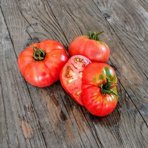 Mallee Rose Dwarf Tomato Project