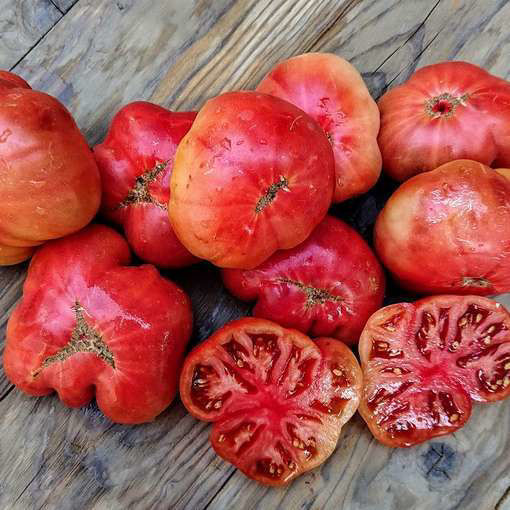 Maralinga NOT Dwarf Tomato Project