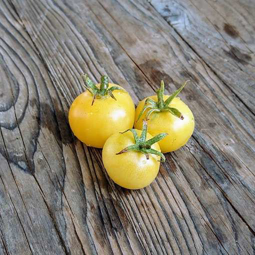 Marong Moon Dwarf Tomato Project